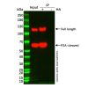 UltraBio™ Anti-HA Magnetic Beads - BioReagent,for IP,10 mg/mL, Particle Size: 1 μm  U1508191 by Aladdin Scientific