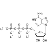 ATP-gamma-S
