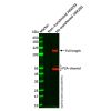 Recombinant His tag Antibody