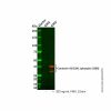 Connexin 43/GJA1 (phospho S368) Antibody