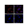 Recombinant COX IV Antibody