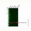 CPI-17 (phospho T38) Antibody