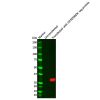 Recombinant DYKDDDDK tag Antibody