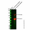 Recombinant GST tag Antibody