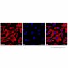Goat Anti-Mouse IgG H&L Antibody