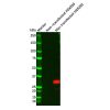 Myc tag Mouse mAb