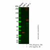 Recombinant TBK1 (phospho S172) Antibody