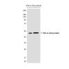 VSV-G tag Mouse mAb