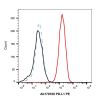 Recombinant PD-L1 Antibody (PE)