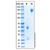 Sheep IgG - Isotype Control Antibody  ＞95% by