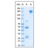 Dog IgG -    by Aladdin Scientific