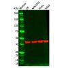 Rabbit Anti-Mouse IgG (Biotin)