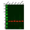 Goat Anti-Rabbit IgG H&L (HRP)