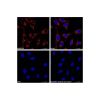 Goat Anti-Rabbit IgG H&L (Cy5)