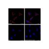 Goat Anti-Rabbit IgG H&L (PE)