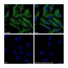 Goat Anti-Mouse IgG H&L (FITC)