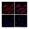 Goat Anti-Mouse IgG H&L (PE)