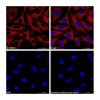 Goat Anti-Mouse IgG H&L (APC)