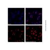 Goat Anti-Rabbit IgG H&L (AF405)