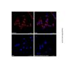 Goat Anti-Rabbit IgG H&L (AF555)