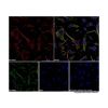 Goat Anti-Rabbit IgG H&L (AF647)