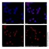 Goat Anti-Human IgG (AF405)