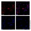 Goat Anti-Human IgG (AF647)