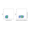 Odronextamab (anti-CD20&CD3), BINDING AGENT of B-lymphocyte antigen CD20 binding agent