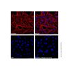 Goat Anti-Mouse IgG H&L (Cy3)