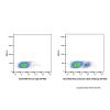 Recombinant CD20 Antibody (AF405)