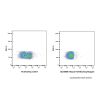 Mouse FcR Blocking Reagent
