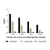 Goat Anti-Rabbit IgG H&L Antibody - by