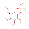 Galactose 1-phosphate