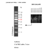 Gelred-prestained DNA Ladder (50-500bp) - BioReagent, ready-to-use, suitable for electrophoresis, Suitable for molecular biology, for NA electrophoresis, 50-500 bp, 9 bands, 50bp/ 100bp/ 150bp/ 200bp/ 250bp/ 300bp/ 350bp/ 400bp/ 500 bp by Aladdin Scienti