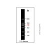 Gelred-prestained DNA Ladder (100-2000bp) - BioReagent, ready-to-use, suitable for electrophoresis, Suitable for molecular biology, for NA electrophoresis, 100-2000bp, 6 bands, 100bp/ 250bp/ 500bp/ 750bp/ 1000bp/ 2000bp by Aladdin Scientific