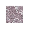 Recombinant ERK1 Antibody