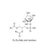 L-A-PHOSPHATIDYLINOSITOL