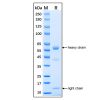 Native Human Myeloperoxidase Protein - by Aladdin Scientific
