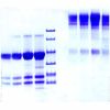 Immunoglobulin M, Fc5mu, Human Plasma - by Aladdin Scientific