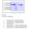 Hemopexin, Rat Serum -    by