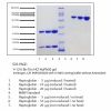 Haptoglobin, Rat Serum