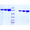 Apotransferrin, Rat Plasma