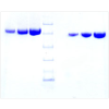 Transferrin (APO) from Mouse Plasma -   CAS No.11096-37-0 by
