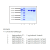 Transferrin (APO) from Human Plasma -   CAS No.11096-37-0 by