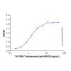 Recombinant Human ErbB2/Her2 Protein