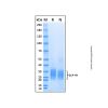 Recombinant Human GLP-1R Protein
