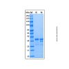 Recombinant Human Arginase 1/ARG1 Protein