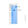Recombinant Human Semaphorin 5A Protein