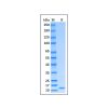 Recombinant Mouse IFN-gamma Protein -    by