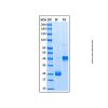 Recombinant Mouse VEGF 164 Protein